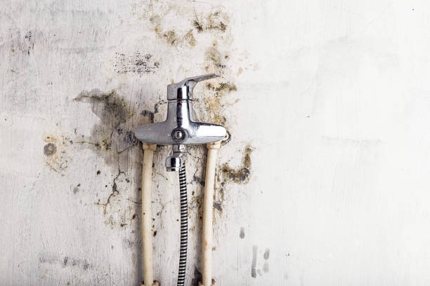 Best Best Mold Removal Companies  in Sparta, NC