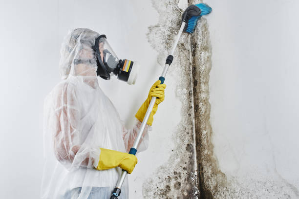 Attic Mold Removal in Sparta, NC