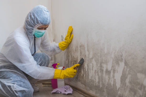 Best Attic Mold Removal  in Sparta, NC