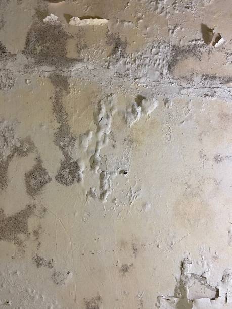 Best Office Mold Removal Services  in Sparta, NC