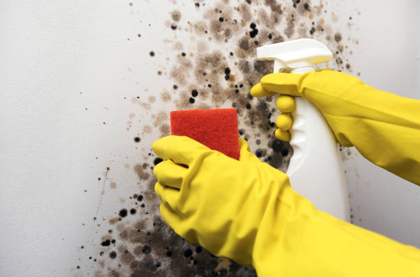 Best Mold Remediation  in Sparta, NC