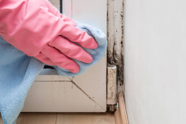 Best Emergency Mold Removal  in Sparta, NC