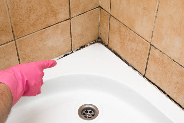 Best Fast Mold Removal  in Sparta, NC