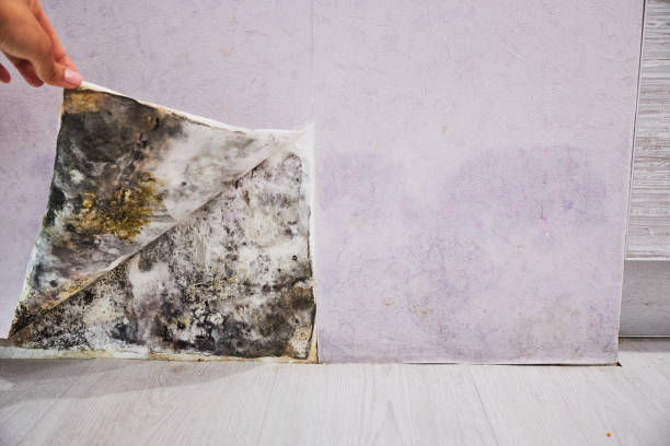 Best Professional Mold Removal  in Sparta, NC